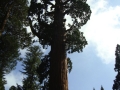 Sequoia NP